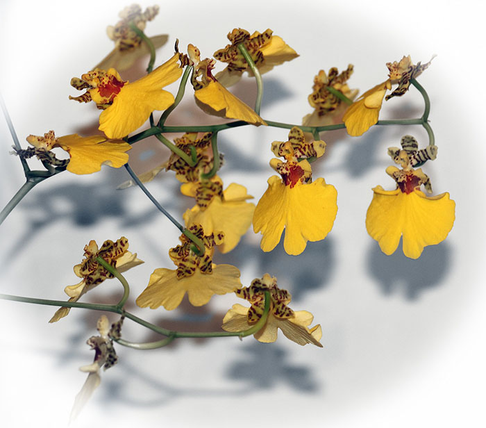 6 Gambar Bunga Anggrek Terpopuler Lengkap dengan Penjelasannya
