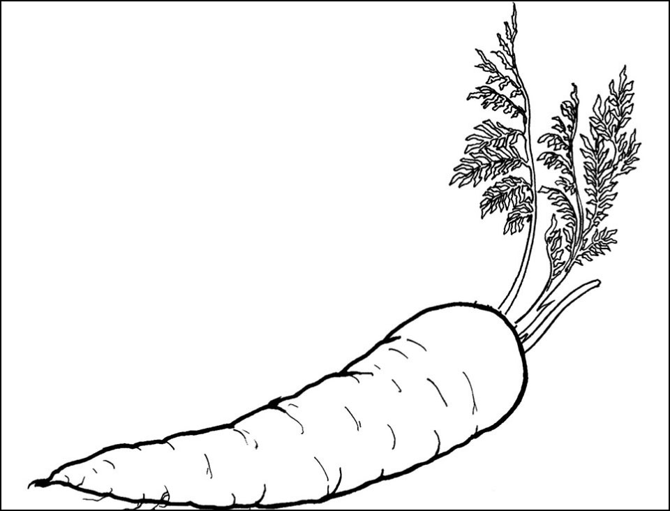 Gambar sketsa wortel