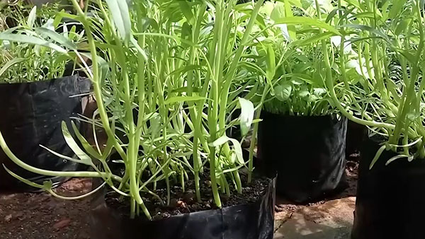 tanaman kangkung panen umur 20 hari